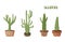 Set of cactuses. Collection of succulents. Vector illustration.