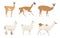 Set of camelids South America in a cartoon style. Vector illustration of herbivorous animals isolated on white