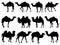 Set of Camels silhouette vector art