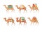 Set of camels. Wild and domesticated animals with traditional colorful saddles cartoon vector illustration