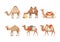 Set of camels. Wild and domesticated desert animals with saddles cartoon vector illustration