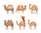 Set of camels. Wild and domesticated desert caravan animals with saddles cartoon vector illustration