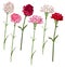 Set carnation flowers. White, pink and red carnation