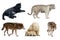 Set of Carnivora mammal. Isolated over white