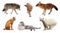 Set of Carnivora mammal over white