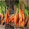 Set of carrots. collection of fresh and delicious vegetables