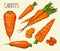 Set carrots isolated on white background. Vegetables. Food. Hand drawn. Silhouette, color, line art -