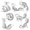 Set of cartoon foxes. Collection of cute foxes. Vector illustration for children. Black and white wild animals.