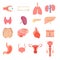 Set cartoon internal human organs. Human liver medicine anatomy organs characters. Human organ characters anatomy health