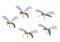 Set of cartoon mosquitoes. Illustration on white background