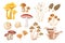 Set of Cartoon Mushrooms Chanterelles, Boletus and Orange Cap Boletus, Morel, Enoki, Fly AgariÑ or Amanita, Champignons
