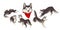 Set of cartoon siberian husky dogs, domestic animals and funny animals.