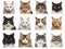 Set of cat faces on white background. A variety of types and colors. generative AI