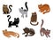 A set of cats. A collection of cartoon kittens of different colors. Playful pets. Lovely colored cats. Vector