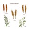 Set of cereals. Barley, rye, oats, rice and wheat