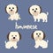 Set Character Animal In Various Poses Of Cute Havanese Dog Is Sitting, Sleep, and Jumping. Illustration