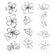 Set of cherry blossoms. Collection of flowers of sakura. Black and white drawing of spring flowers. Linear Art. Tattoo.