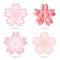 Set of cherry blossoms illustration