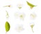 Set of cherry  flowers isolated on a white background. Collection of spring blossoms of cherry tree
