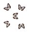 Set of chestnut tiger butterflies