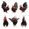 Set of chicken bantam isolated