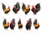 Set of chicken bantam isolated