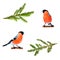 set of Christmas bird photos two bullfinches and a branch of green spruce on white isolated background