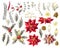 Set of Christmas decor in golden style, such as poinsettia, holly berry, fir-cone, fir branch and other isolated. Vector.