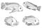 Set of cichlid fish, zoological illustration