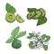 Set of citrus fruits bergamot, fruits with leaves, slices of citrus and a flowering twig, parts of a plant of green color