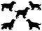 Set of Cocker Spaniel Dog silhouette vector art