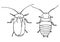 Set of cockroaches pest, contour vector illustration of a cockroach, top view and bottom view.
