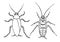 Set of cockroaches pest, contour vector illustration of a cockroach, top view and bottom view.