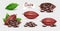 Set of Cocoa Pods with beans isolated. Vector