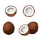 Set of coconuts isolated on white. Vector illustration.