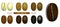 Set of coffee beans transforming from white to black roasted or coffee stages roasting. eps vector.