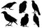 Set of collection of bird silhouette shapes: raven, crow, dove, thrush on a white isolated background
