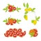 Set of collection compositions with orange, lemon and grapefruit citrus element fruits. Vector illustration collection