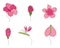 Set collection of exotic tropical botany flowers Plumeria, orchid, ginger, Anthurium, Strelitzia. Outline vector