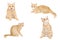 Set collection of ginger/red british male shorthair kitten