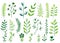 Set collection green yellow flowers herb bloom leaves sketch drawing tree branches elements