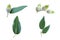 Set collection of   the Holm Oak Quercus ilex isolated