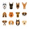 Set, collection of isolated colorful head and face of airedale terrier, beagle, chow, husky, pharaoh hound, saint bernard, labrado