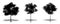 Set or collection of Konara Oak trees as a black silhouette on white background. Concept or conceptual vector for nature, planet