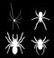 Set collection of spider vector silhouette illustration isolated on black background. Black widow tattoo sign.