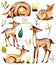 Set, collection of watercolor deers and baby deers