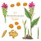 Set color hand drawn of Turmeric roots, lives and flowers isolated on white background. Retro vintage graphic design