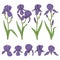 Set of color illustrations with purple iris flowers. Isolated vector objects.
