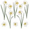 Set of color illustrations with white daffodils. Isolated vector objects.