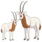 Set of color illustrations with white oryx antelope. Isolated vector objects.